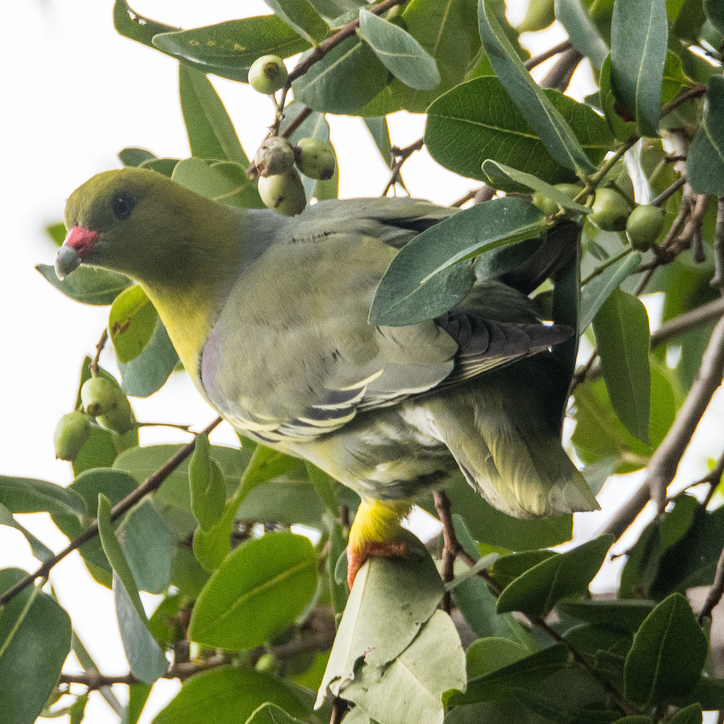 Colombar à front nu (African green pigeon, Treron calvus) , Shinde camp, Delta de l'Okavango,  Botswana-7492